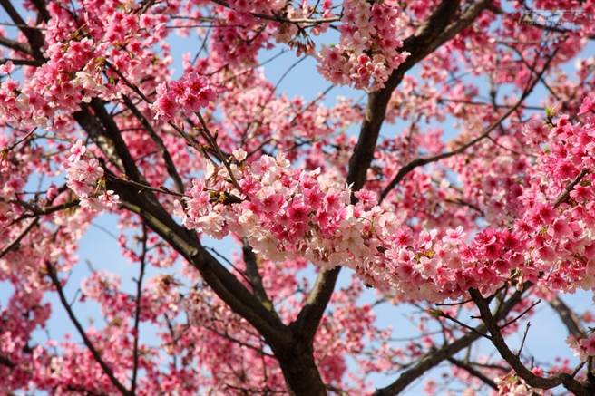 昭和櫻呈淡粉紅色，花瓣有明顯的五瓣分離。(圖／行遍天下提供)