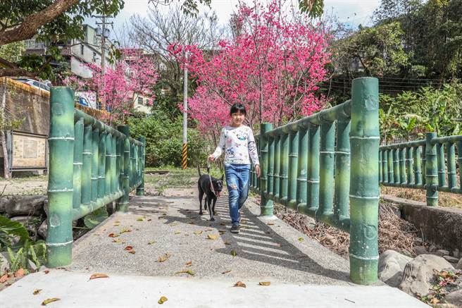 野姜花公园内的山樱花已盛开，吸引小朋友前来游玩及溜狗。（罗浚滨摄）
