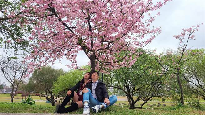 河濱櫻花王盛開   新店陽光公園美不勝收。（新北市高灘處提供／葉德正新北傳真）