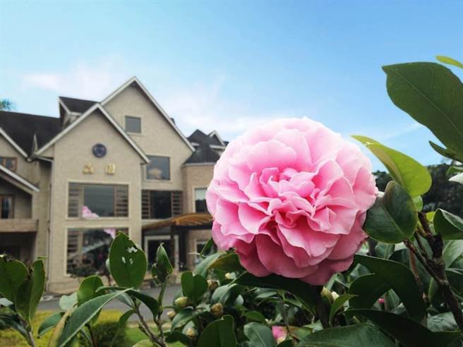 日月潭晶园渡假村，山茶花正绽放。（晶园渡假村提供／廖志晃南投传真）