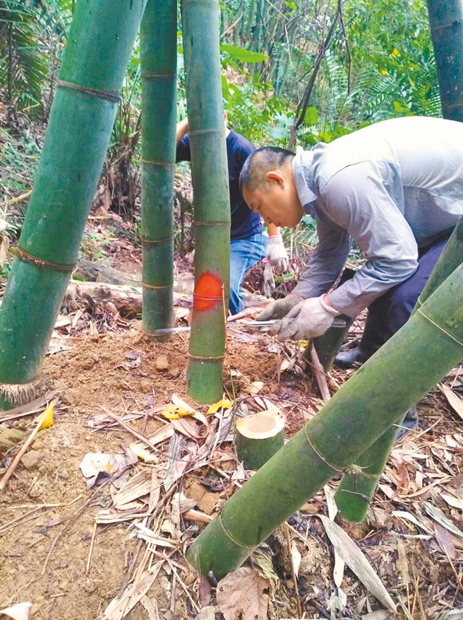 三峽水燈排由麻竹、桂竹製成，活動開始前耆老必須上山挑竹。（三峽區公所提供／蔡雯如新北傳真）