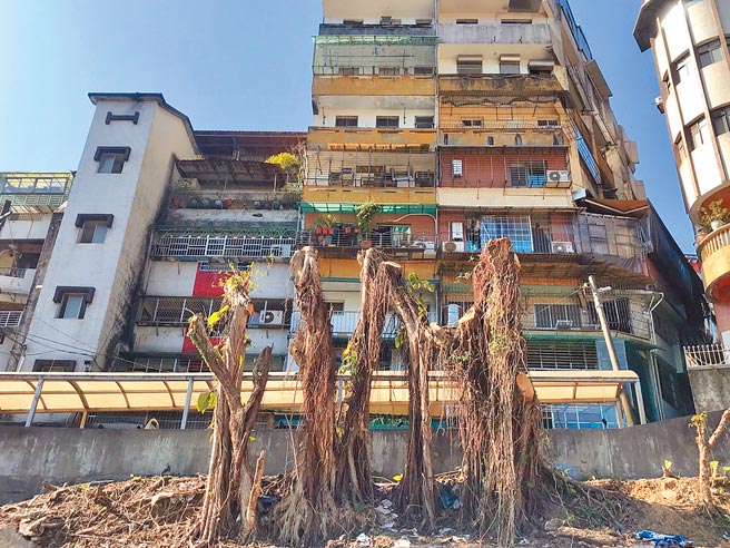 基隆市信义区亲子馆日前开工，有里民不断反应，一旁龄逾50年老榕树的气根侵害住宅地基，也担心影响亲子馆工程。（陈彩玲摄）