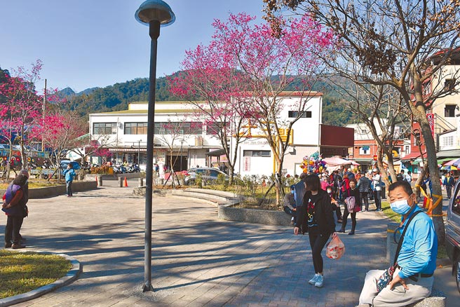 苗栗县南庄十三间老街周边樱花盛开，正是漫游南庄的绝佳时机。（谢明俊摄）