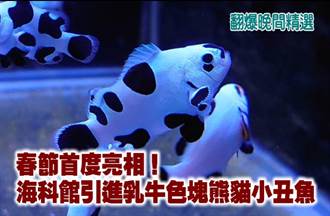 海科館引進乳牛色塊熊貓小丑魚 春節首度亮相