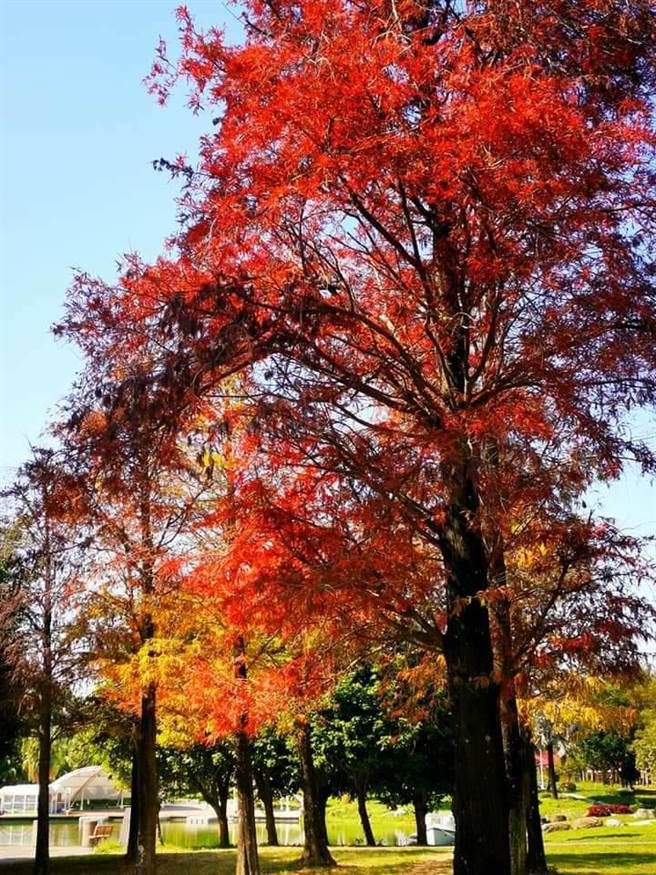 很夯的落羽松，明道大學也有。（明道大學提供／吳建輝彰化傳真）