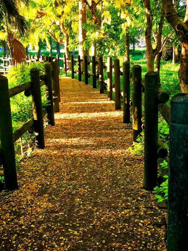 明道大學適之橋，落葉鋪滿地板形成花毯。（明道大學提供／吳建輝彰化傳真）