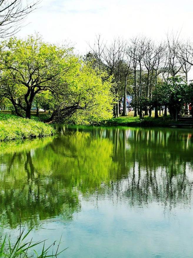 明道大學鏡湖，能拍下樹木與湖泊美麗的倒映。（明道大學提供／吳建輝彰化傳真）