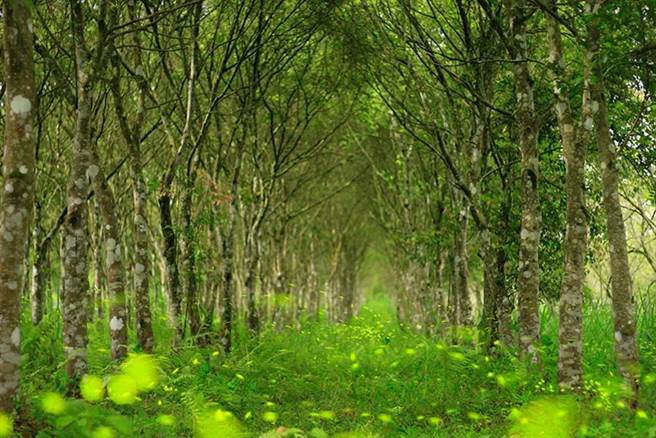 抢春游商机，花莲理想大地带路领游客寻找火金姑， 夜游萤光闪闪的最美秘境。（图／花莲林管处提供）