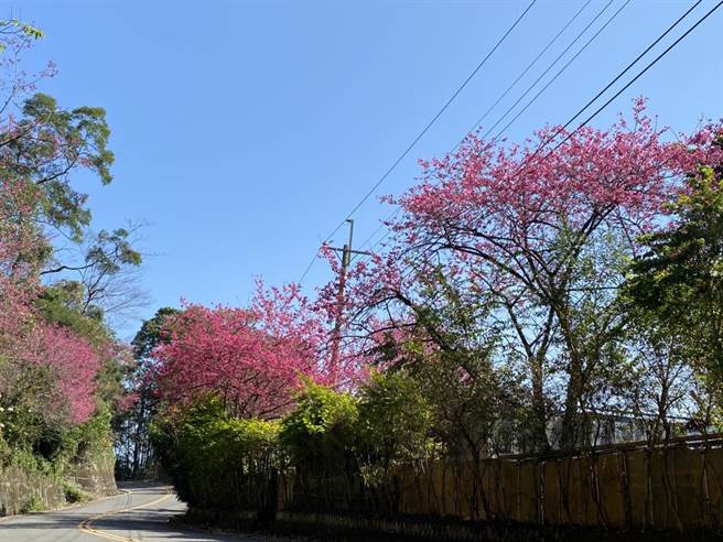 正值樱花盛开季节，横山乡大山背地区也可见到樱踪。（庄旻静摄）