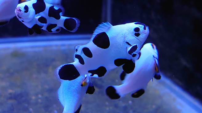 国立海洋科技博物馆引进新伙伴「黑飓风小丑」，春节将首度亮相。（国立海洋科技博物馆提供／陈彩玲基隆传真）