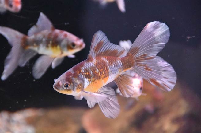 海科馆指出，今年搭配春节，潮境海洋中心推出「金鱼微型展」。（国立海洋科技博物馆提供／陈彩玲基隆传真）