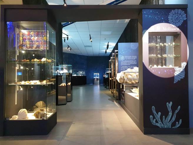 海科馆指出，今年搭配春节，推出典藏馆的「贝感新奇特展」。（国立海洋科技博物馆提供／陈彩玲基隆传真）