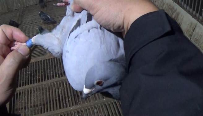 警方救出有「荷兰巨炮」血统的高价赛鸽。（警方提供，文：陈鸿伟）