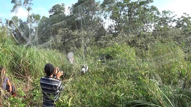 歹徒在金山山区一带设架鸽网。（警方提供，文：陈鸿伟）