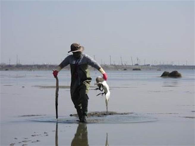 嘉义县布袋盐田溼地自上个月30日嘉义县野鸟学会在九区盐场发现1只软脚，截至本月4日已累积7只死亡、2只治疗中。（嘉义县政府提供／张毓翎嘉义传真）