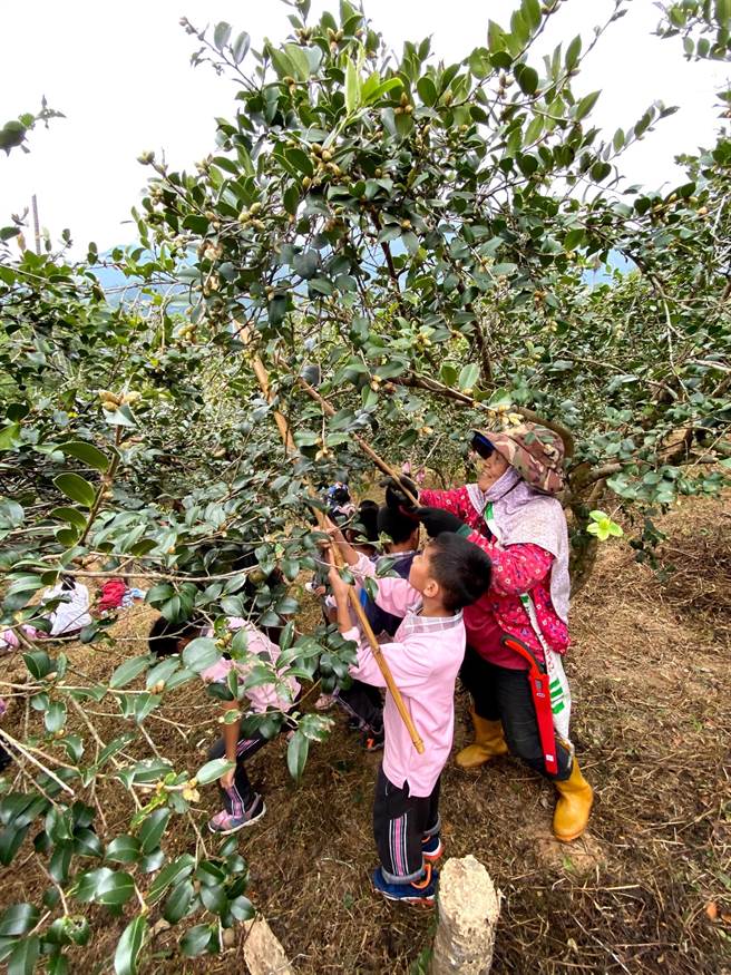 信义乡人和苦茶班，以友善农法管理苦茶树。（民眾提供／廖志晃南投传真）