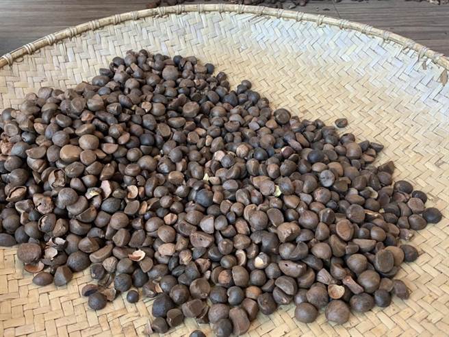 採收后的苦茶籽，制作优质苦茶油。（民眾提供／廖志晃南投传真）