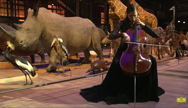 法国大提琴家卡蜜儿．汤玛斯在比利时自然科学博物馆，为全世界的儿童演奏一曲德佛札克〈妈妈教我的歌〉。（摘自YouTube）