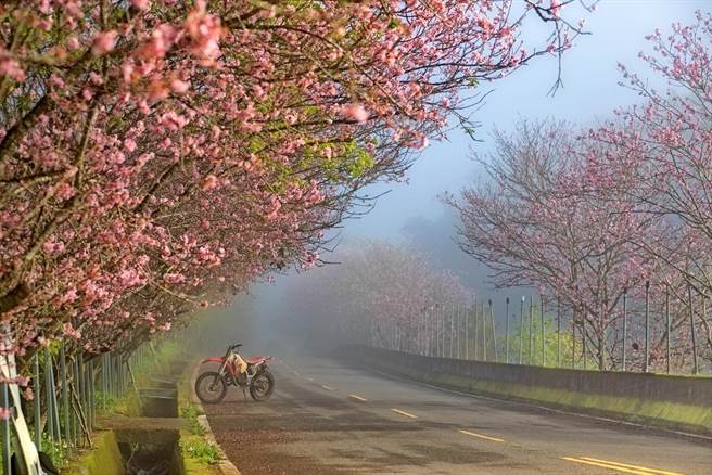 日月潭樱花秘境香茶巷，两旁樱花林荫。（涵碧楼提供／廖志晃南投传真）
