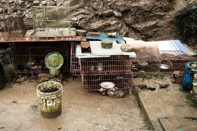 新北动保处与保七刑大联合查缉，查获保育类野生动物食蟹獴1只及麝香猫3只。（动保处提供）