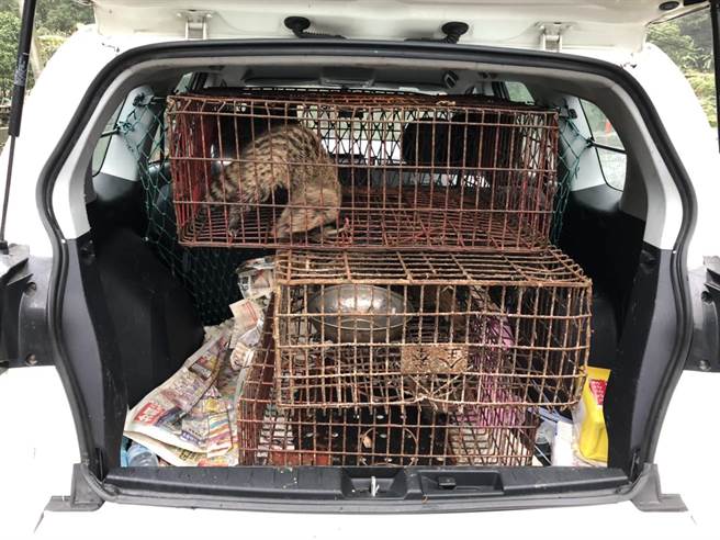 新北动保处与保七刑大联合查缉，查获保育类野生动物食蟹獴1只及麝香猫3只。（动保处提供）