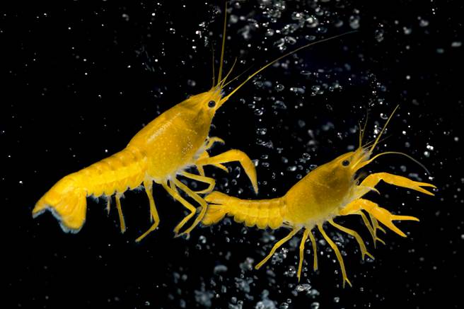 美国渔夫近日捕获超罕见的「黄金龙虾」，3000万只里仅会出现1只！(示意图／达志影像)