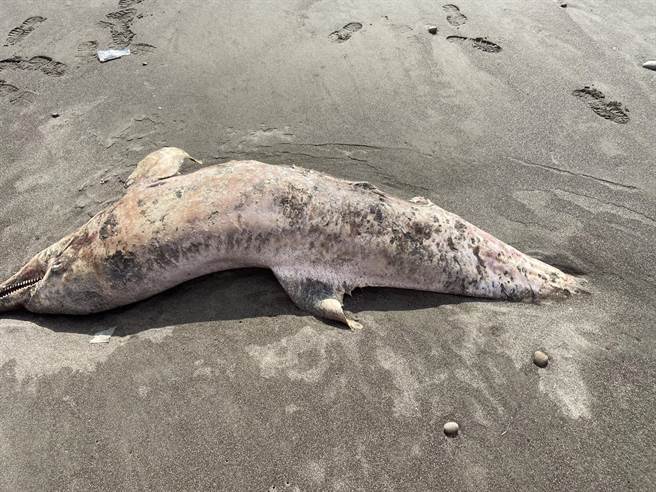 瓶鼻海豚9日被發現陳屍外埔漁港，身軀已嚴重腐敗，海巡人員獲報協助處理並就地掩埋。（第三岸巡隊提供／何冠嫻苗栗傳真）