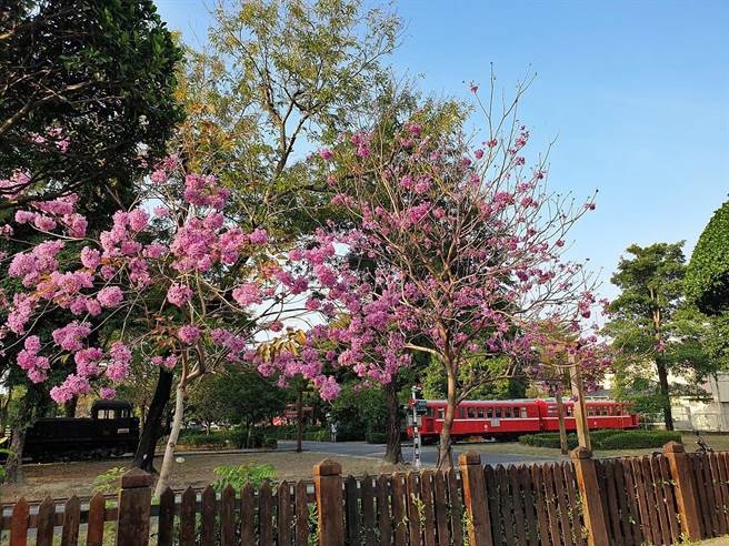 阿里山小火車嘉義車庫園區的洋紅風鈴木綻放，與小火車廂相映添喜氣。（廖素慧攝）