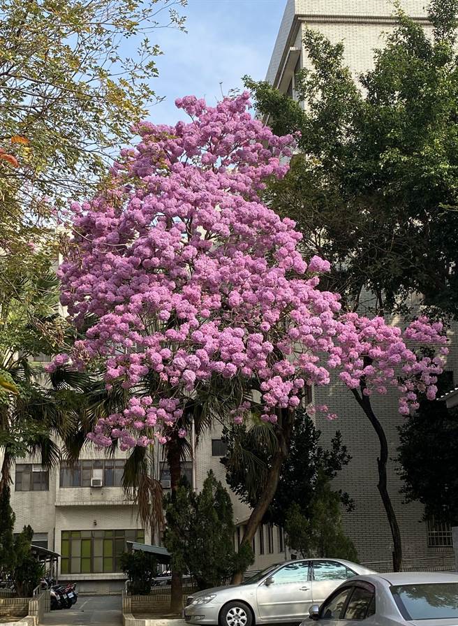 洋紅風鈴木在嘉義市各處綻放美姿。（廖素慧攝）