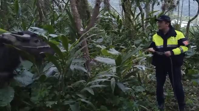 「阿水」闹牛脾气，员警安抚牠「别闹了」。（凤林警分局提供／王志伟花莲传真）