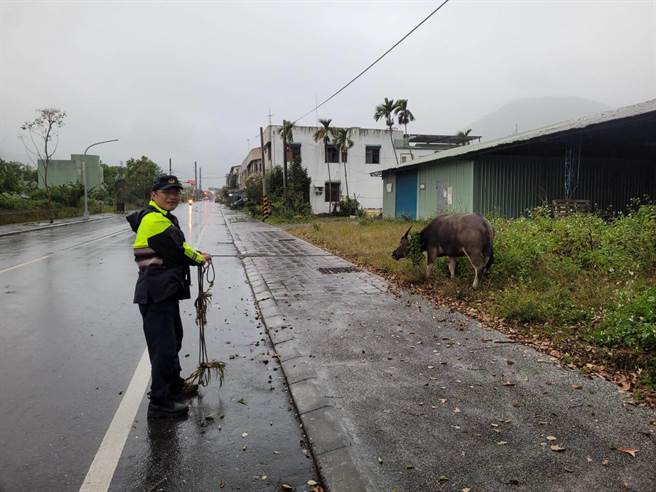 「阿水」在车道间乱窜，因春节假期车流量大，险些与车辆发生碰撞。（凤林警分局提供／王志伟花莲传真）