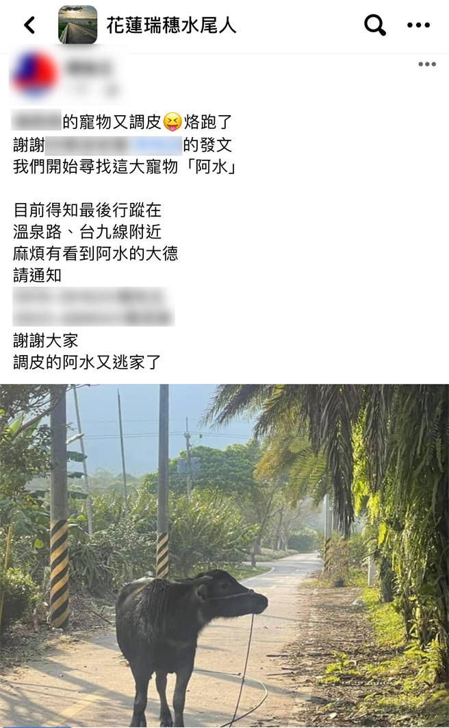 饲主在「花莲瑞穗水尾人」粉丝团ＰＯ文希望大家帮忙协寻逃家数日的「阿水」。（凤林警分局提供／王志伟花莲传真）