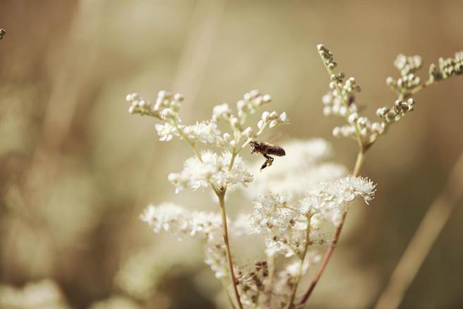 歐舒丹白皇后系列繡線菊情境圖。（歐舒丹提供）