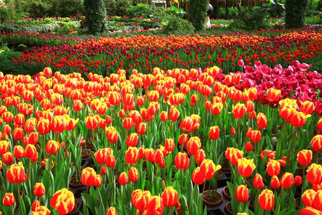 杉林溪郁金香迎春绽放，色彩缤纷，争妍竞艷。（杉林溪提供／廖志晃南投传真）
