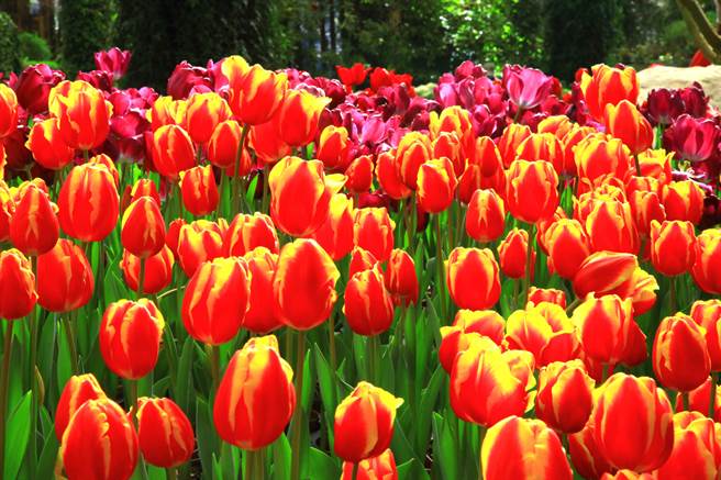 杉林溪郁金香迎春绽放，色彩缤纷，争妍竞艷。（杉林溪提供／廖志晃南投传真）