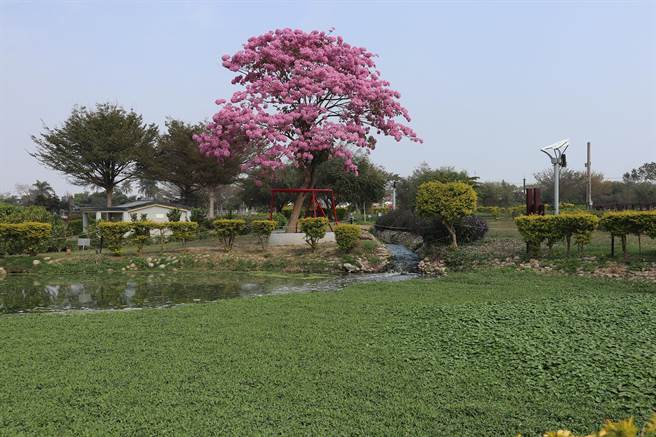 伊蓓風鈴木去年2月盛開時爆紅，但遊客今年來朝聖時，只見生態池被布袋蓮塞滿。（張毓翎攝）