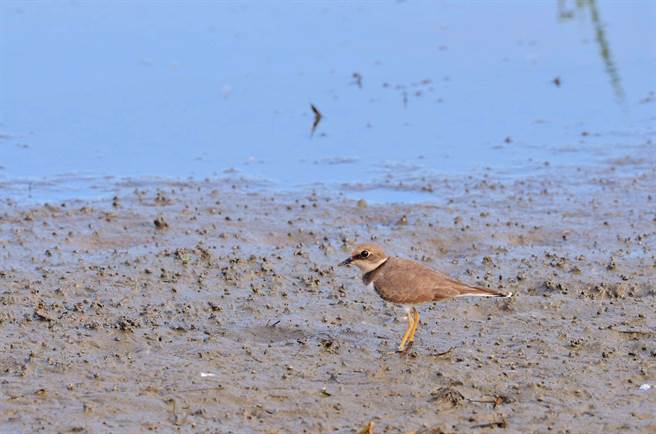 小環頸鴴。（農業局提供）