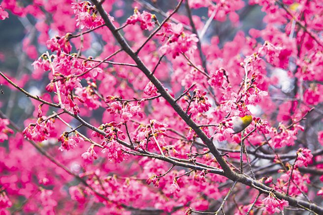 新竹县不少地区栽植樱花，尖石乡不仅可欣赏粉嫩花海，还能走访巨木群步道，来趟森呼吸之旅。（新竹县政府提供／庄旻静竹县传真）