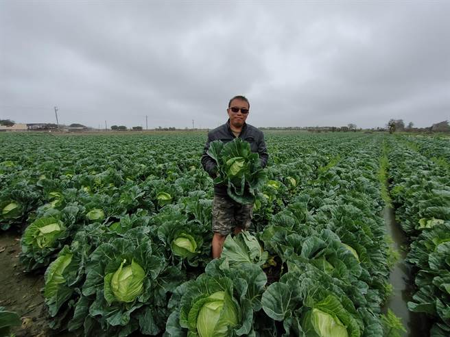 彰化種植高麗菜的青農洪寶評，因為年前菜價低，且就算採收也賣不掉，乾脆開放讓人採，讓民眾體驗採菜趣，將近一甲地3萬顆的高麗菜，讓民眾採免驚。(吳建輝攝)