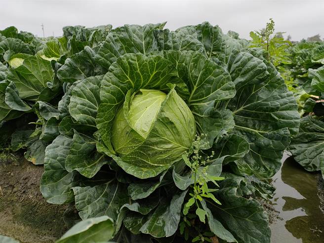 碩大肥美的高麗菜，任人採一顆只要30元。(吳建輝攝)