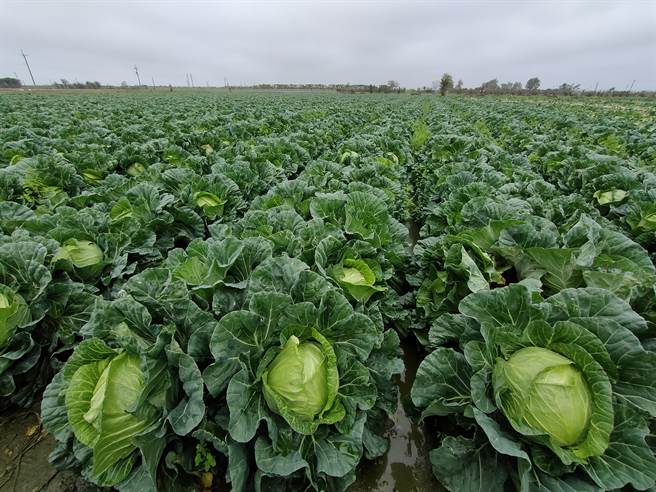 民眾只要導航到，彰化縣芳苑鄉五俊村上埤巷3號順正宮，正確座標為（23.931961,120.341315）。(吳建輝攝)
