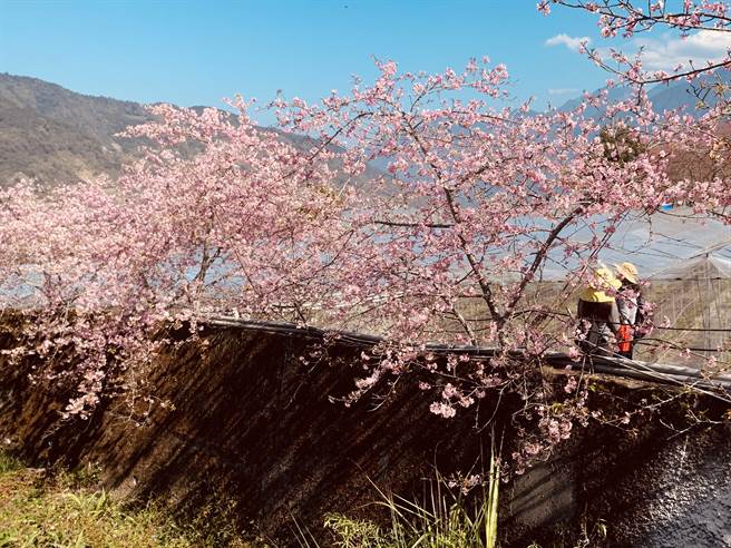信義鄉草坪頭，河津櫻已經盛開。（廖志晃攝）