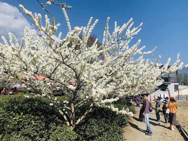 信義鄉草坪頭，李花與櫻花爭艷。（廖志晃攝）