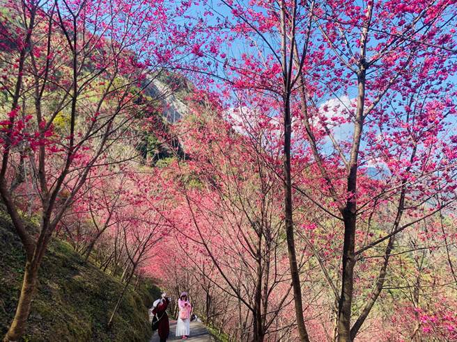 信義鄉望高寮櫻花林，吸引遊客流連。（廖志晃攝）
