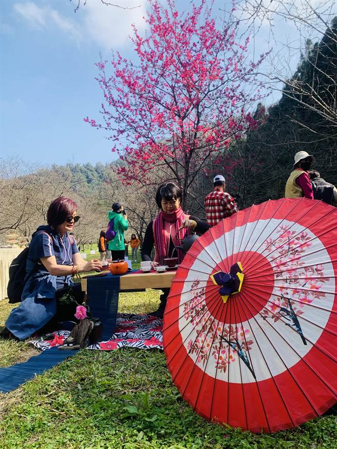 九族文化村櫻花茶會，花下品茗別有風味。（廖志晃攝）