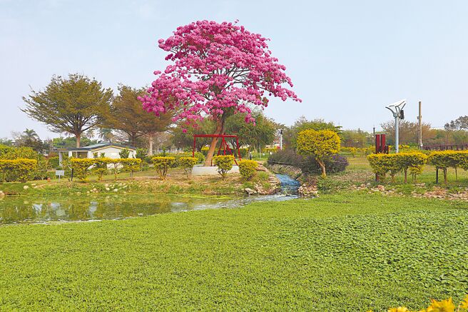 嘉義縣大林鎮明華溼地生態園區「伊蓓風鈴木」去年2月盛開暴紅，但遊客今年來朝聖時，只見生態池被布袋蓮塞滿，花況也不如以往。（張毓翎攝）
