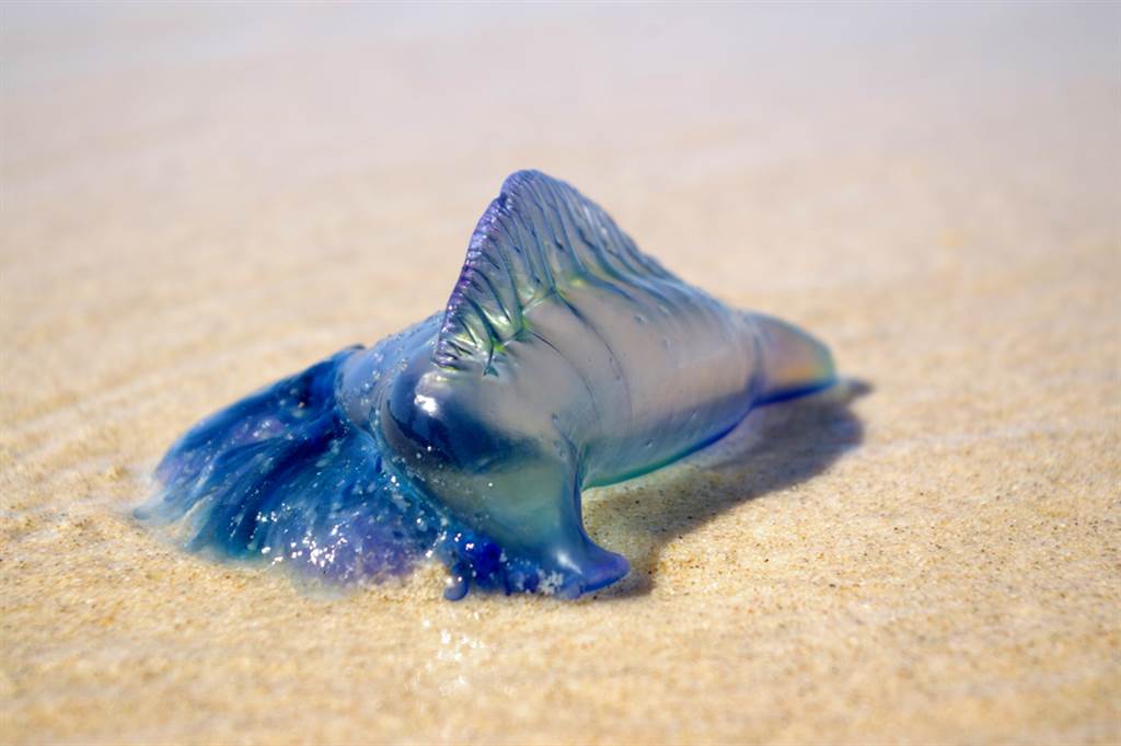 数千只蓝瓶水母（Bluebottle）日前涌上澳洲新南威尔斯州（New South Wales）各大海滩。（资料照／shutterstock）(photo:ChinaTimes)