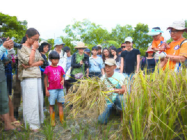 帶動深溝農業轉型的賴青松（中）跪在稻田整理稻穗，為參加收割稻穀的穀東們講解如何收束稻穗；這片保留未以機械收成的稻田，主要是留給穀東們體驗收割樂趣。