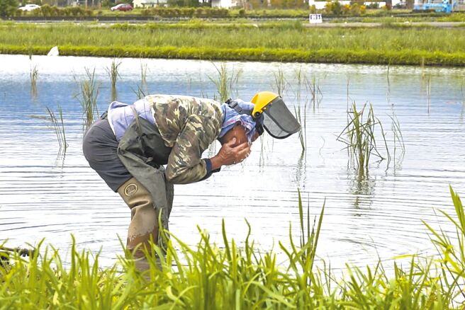 深溝80歲老農陳榮昌完成人工除草後，在注水稻田中洗去割草噴濺臉上的泥巴，7歲開始務農的他，因50歲一度罹癌，決心與當地年輕小農採用不施化肥農藥的友善耕作。