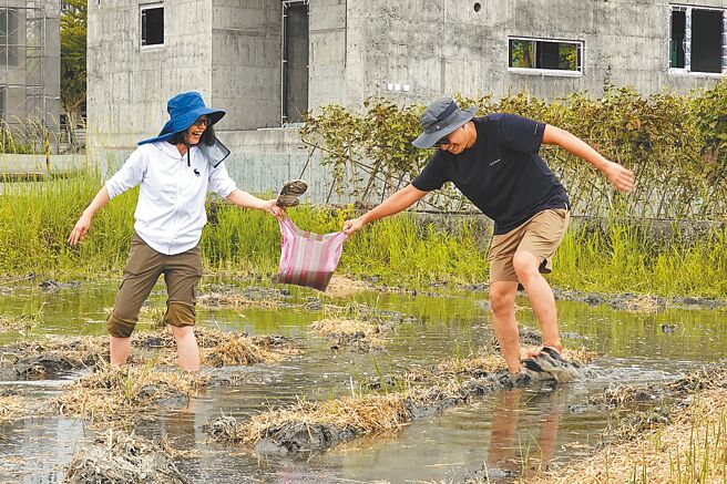 今年將開始在深溝種稻的月光（左起）與羅家逸，以新農身分第一次踩進承租的水田灑田青種子，兩人穿著拖鞋寸步難行，心情卻很興奮。